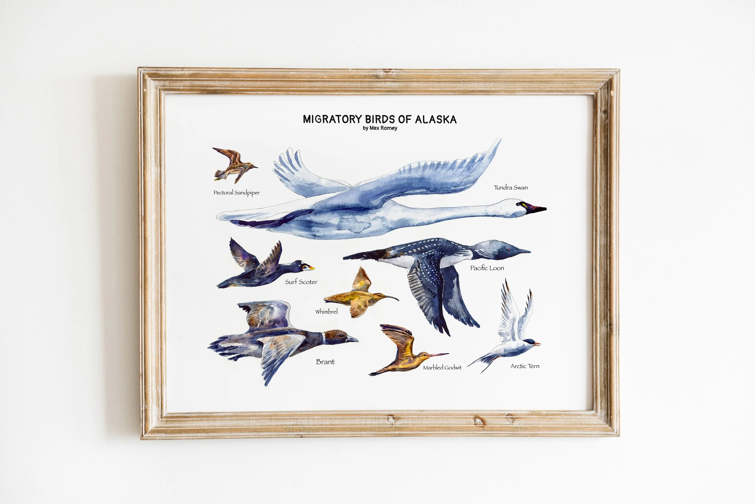 Migratory Birds of Alaska — Trailbound Sketches